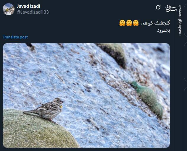 گنجشک کوهی دیده اید؟