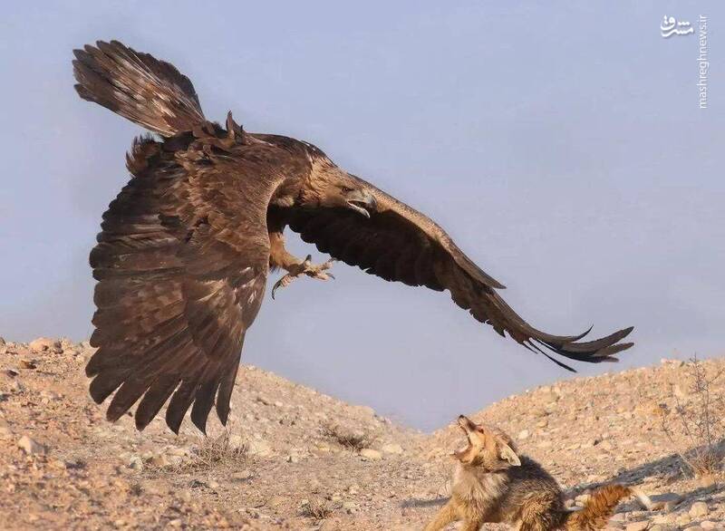تصویری زیبا از حمله عقاب طلایی به روباه