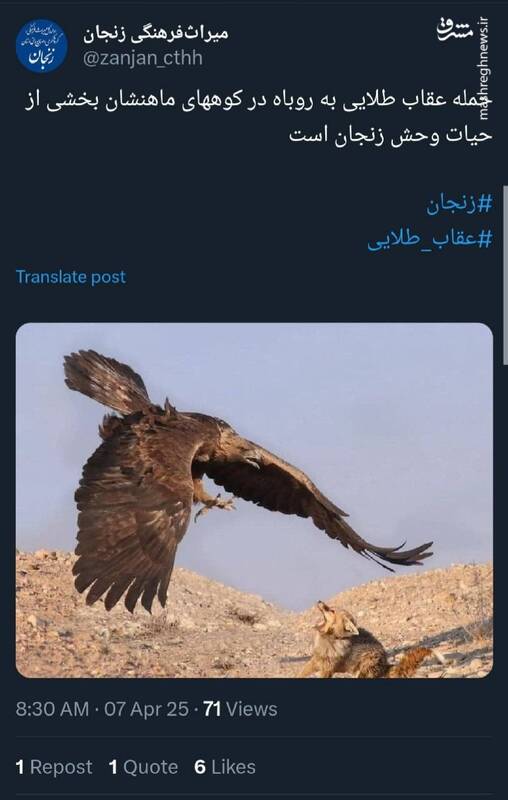 تصویری زیبا از حمله عقاب طلایی به روباه