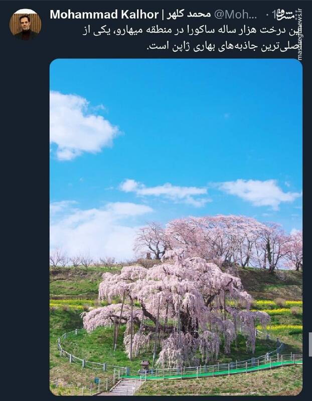 درخت هزار ساله ساکورا، یکی از اصلیترین جاذبههای بهاری ژاپن