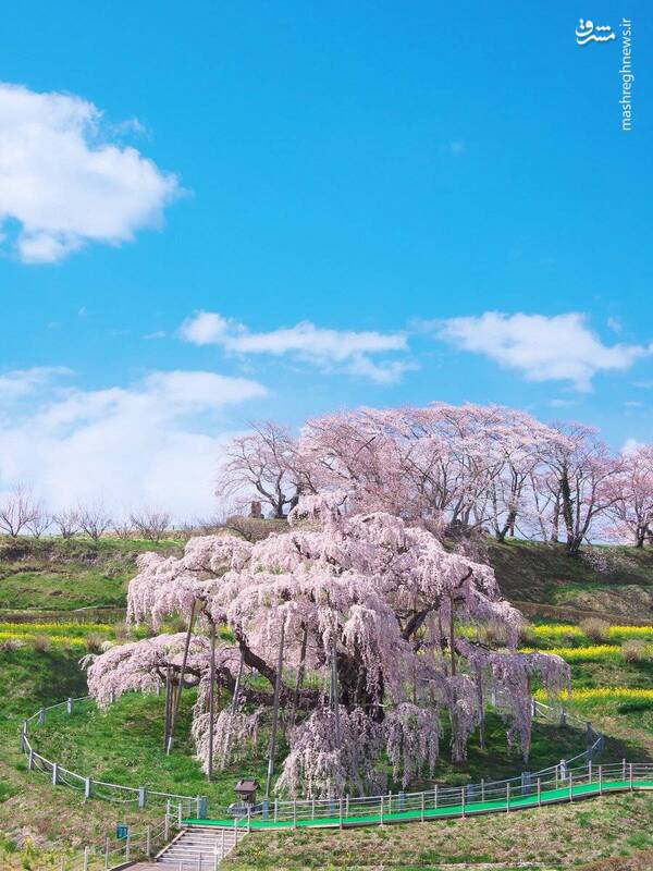 درخت هزار ساله ساکورا، یکی از اصلیترین جاذبههای بهاری ژاپن
