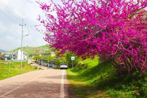 تصاویری از بهار حلبچه در شمال عراق