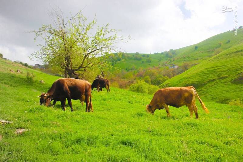 تصاویری از بهار حلبچه در شمال عراق