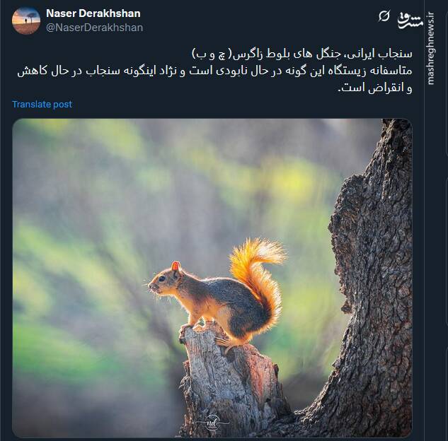 تصویری از سنجاب ایرانی در جنگل های بلوط زاگرس