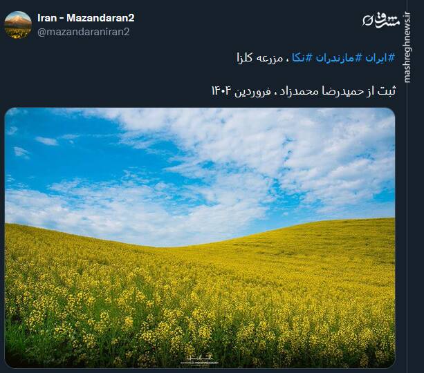 تصویری از مزرعه کلزا در نکا