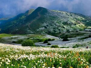تصویری دلنواز از دشت بابونه، اردبیل