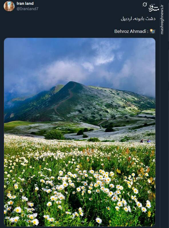 تصویری دلنواز از دشت بابونه، اردبیل