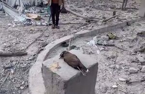 فیلم/ اسرائیل حتی به پرندگان هم رحم نمی‌کند!