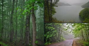 تصاویری از لطافت بهاری در جنگل‌های ساری