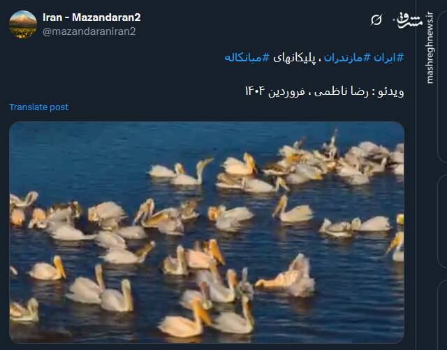 زندگی پلیکان‌ها در میانکاله+ فیلم