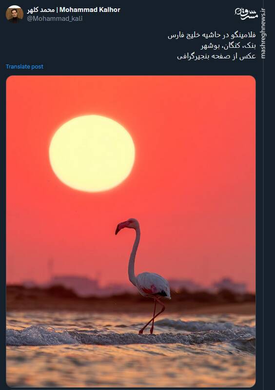 فلامینگوی تنها در کنگان بوشهر+ عکس