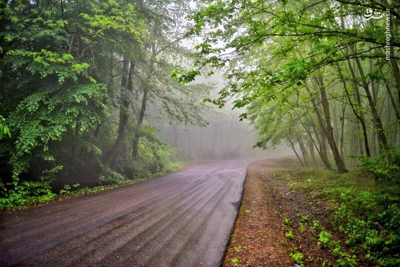 تصاویری از لطافت بهاری در جنگلهای ساری