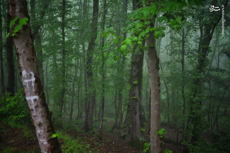 تصاویری از لطافت بهاری در جنگلهای ساری