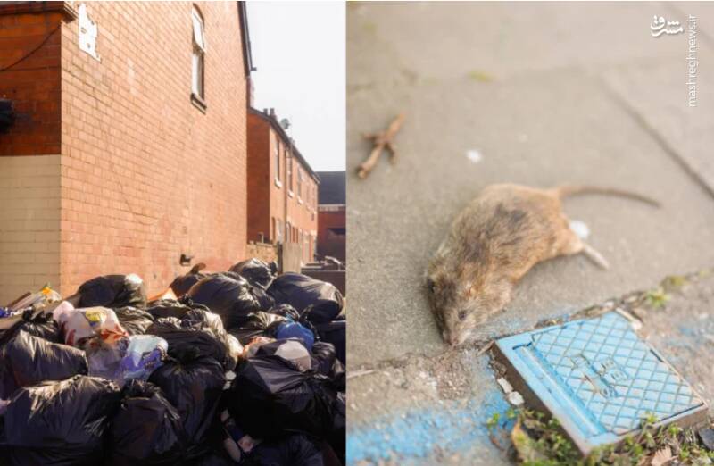 جولان موشهایی به بزرگی گربه در انگلیس!