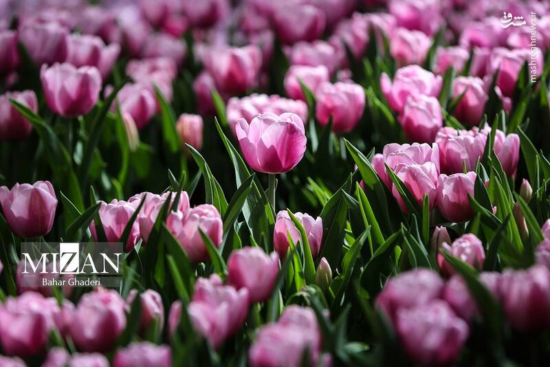 عکس/ لاله‌های باغ ایرانی