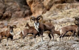 فیلم/ تولد اولین بره‌های میش وحشی پارک ملی گلستان