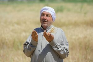 عکس/ خرمشهر در فصل برداشت گندم