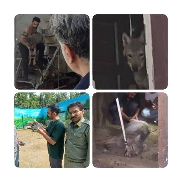 نگهداری گرگ در یک مغازه در کرج! | جزئیات + تصاویر