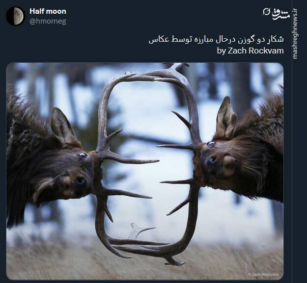 شکار دو گوزن درحال مبارزه توسط عکاس