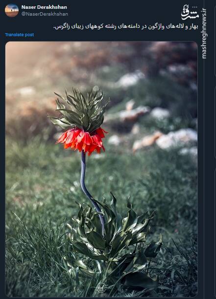 بهار و لالههای واژگون در دامنههای رشته کوهای زاگرس+ عکس