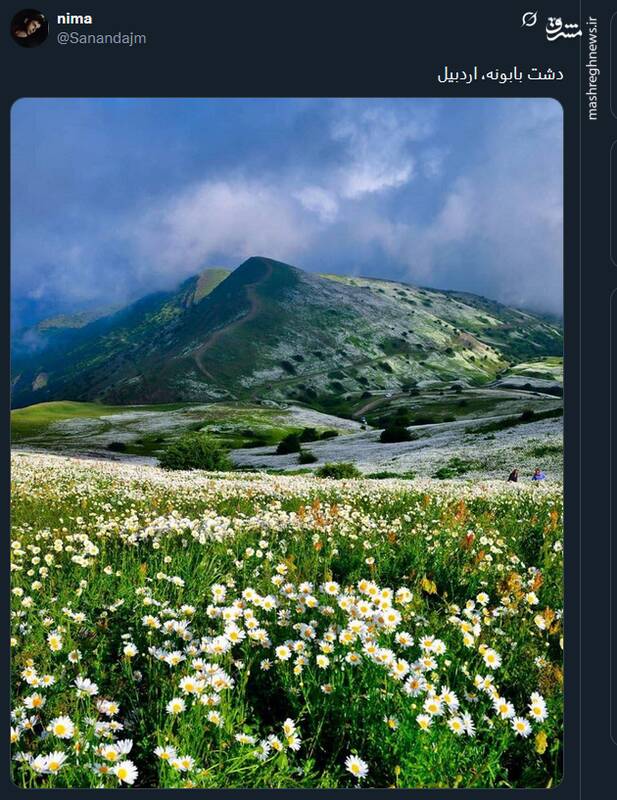 تصویری از زیبایی دشت بابونه در اردبیل