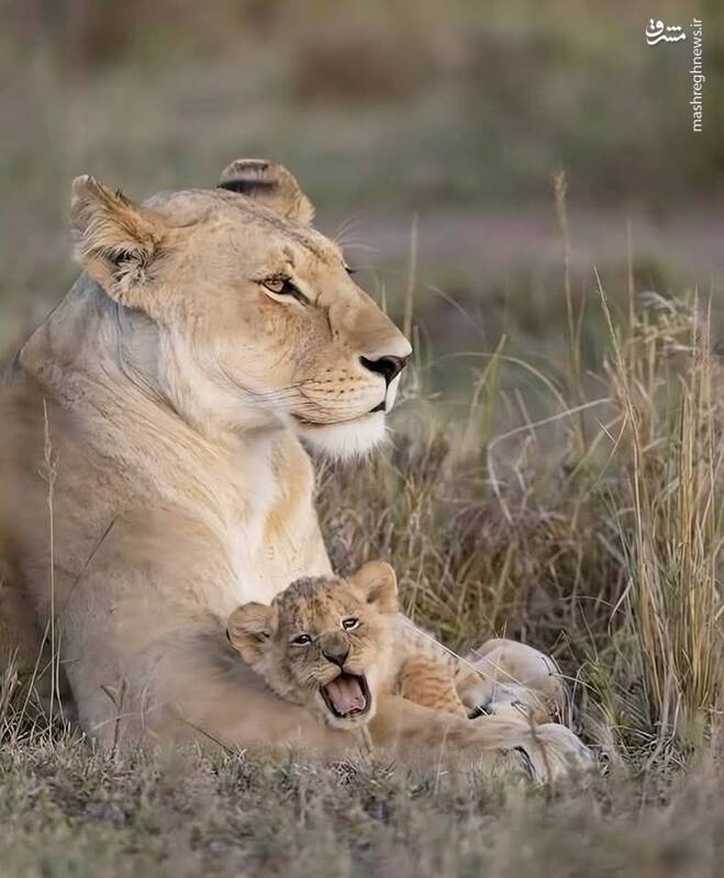 عکس/ لحظه منحصربفرد بغل کردن توله شیر توسط مادرش