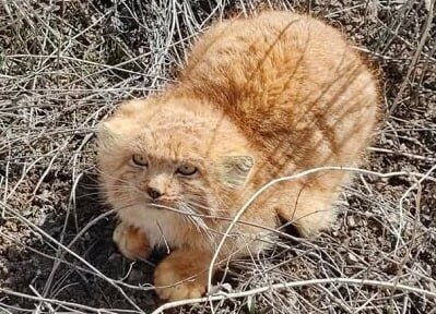 گربه نادر ایرانی دوباره در کرمان رؤیت شد +عکس
