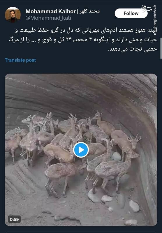 جوانمردانی که ۲۵ قوچ را از مرگ نجات دادند