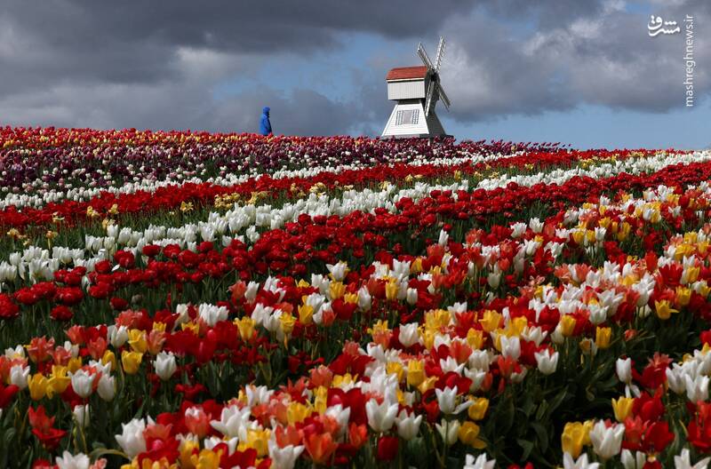 انگلستان انگلستان