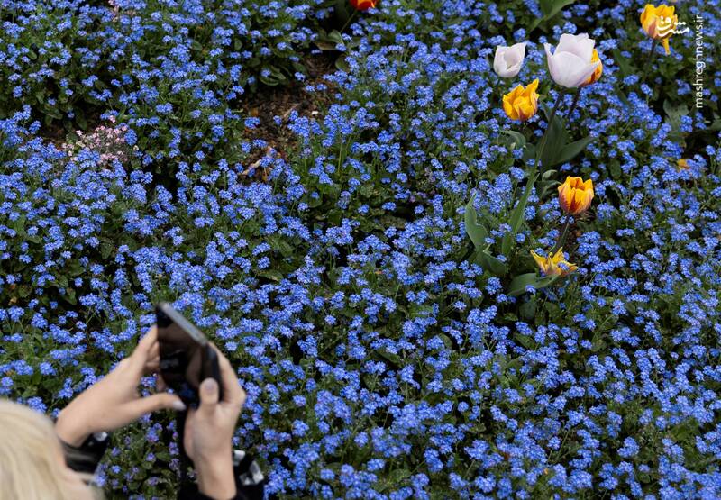 لندن _ انگلستان لندن _ انگلستان