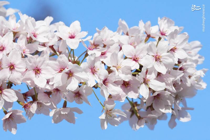 لندن _ انگلستان لندن _ انگلستان