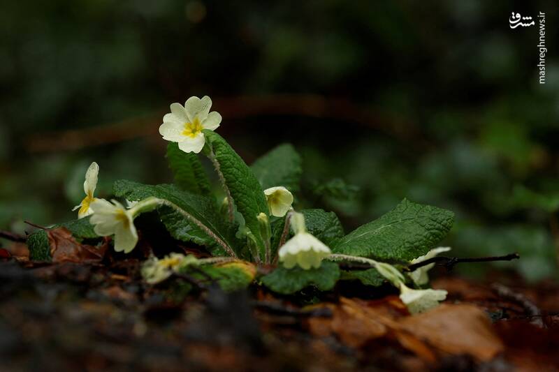 ایرلند ایرلند