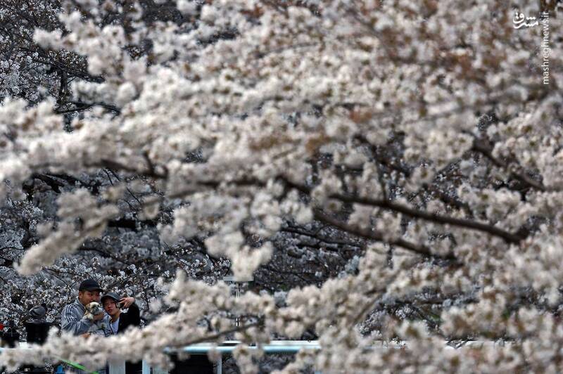 توکیو _ ژاپن توکیو _ ژاپن