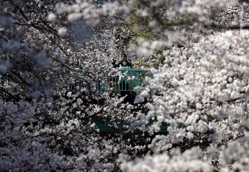 توکیو _ ژاپن توکیو _ ژاپن