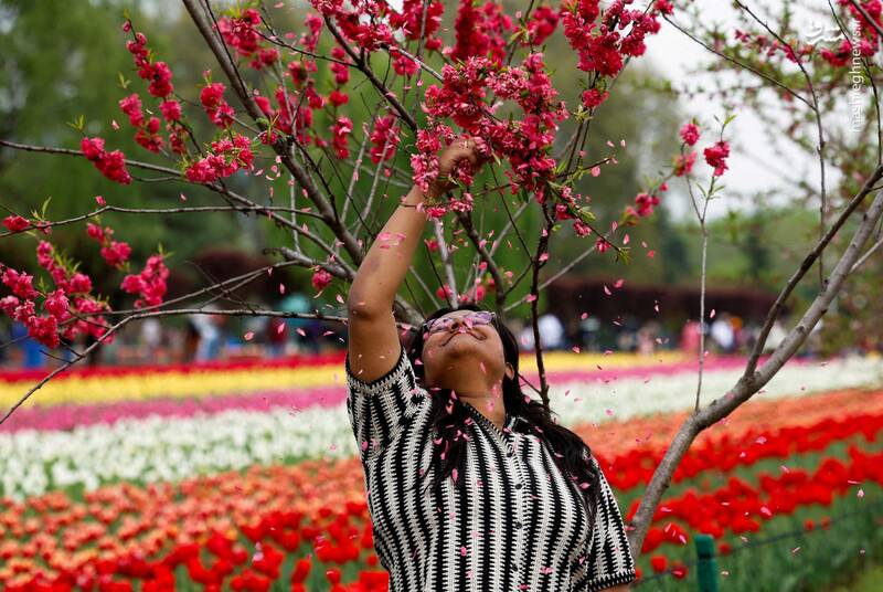 سرینگر _ هند سرینگر _ هند