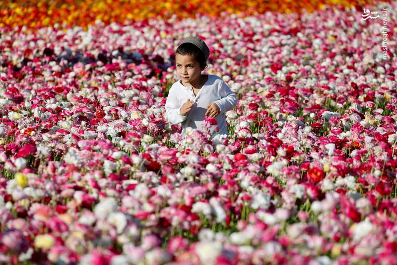 مرز بین سرزمینهای اشغالی و غزه مرز بین سرزمینهای اشغالی و غزه