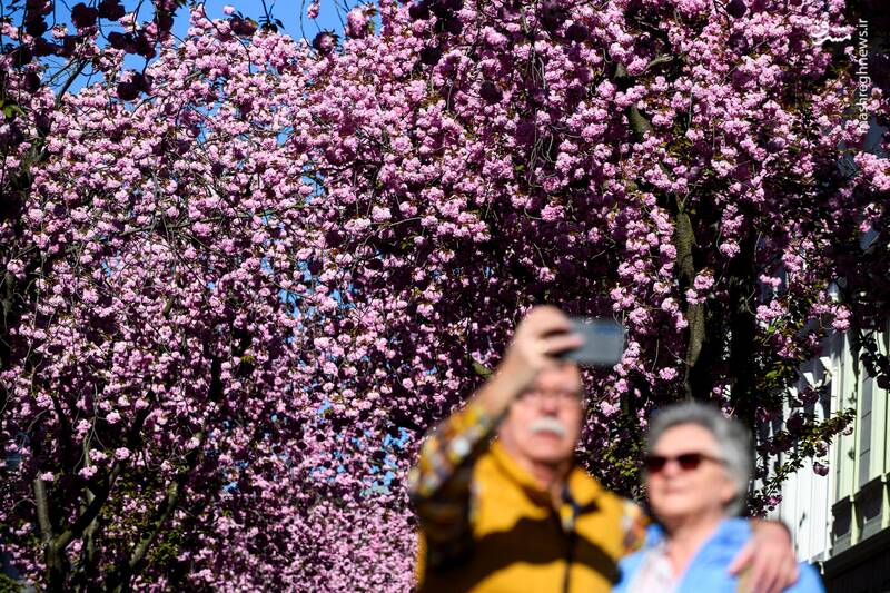 ین _ آلمان ین _ آلمان