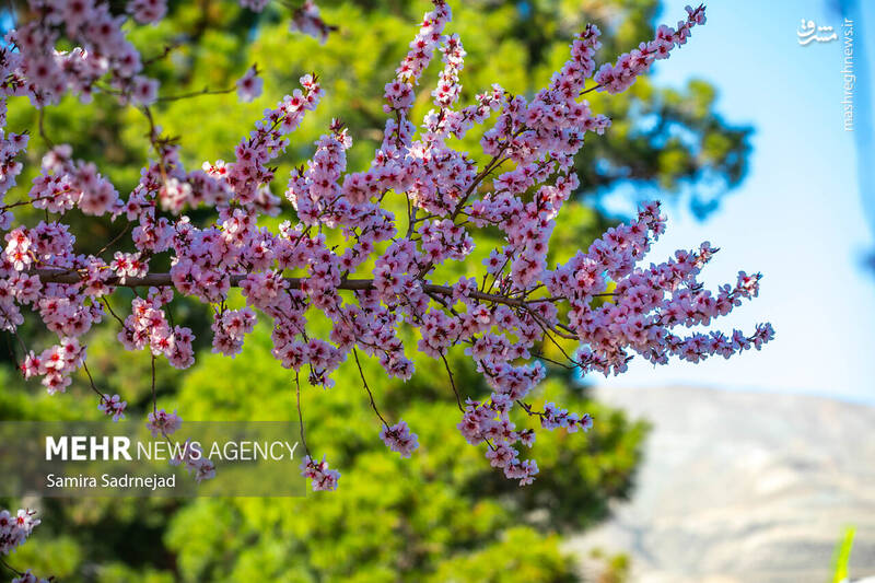 تهران _ ایران تهران _ ایران