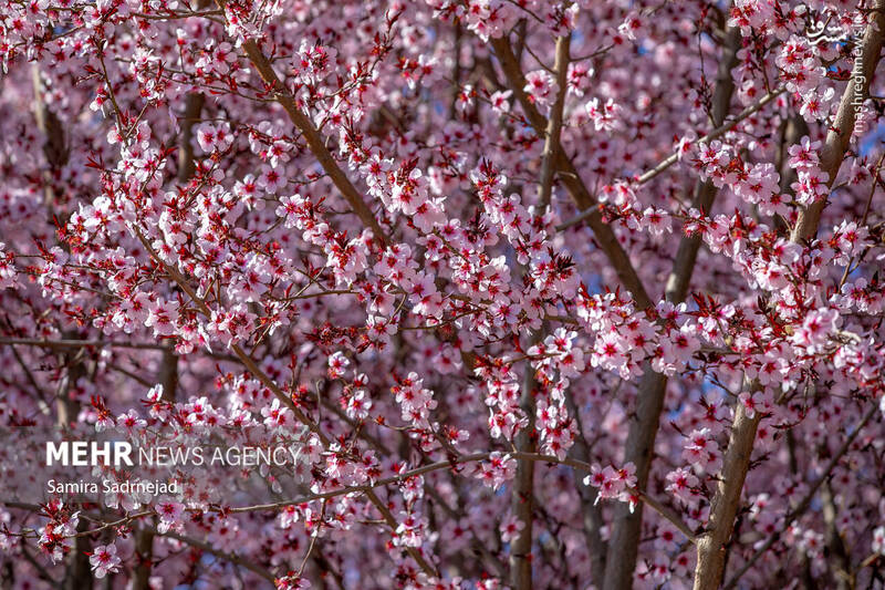 تهران _ ایران تهران _ ایران