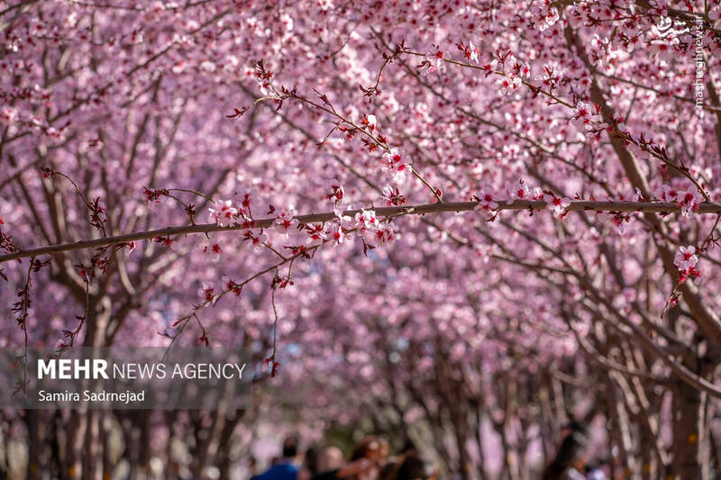 تهران _ ایران تهران _ ایران