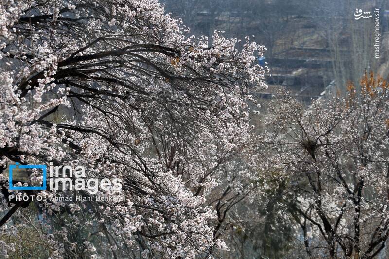 شهرستان سامان _ چهارمحال و بختیاری _ ایران شهرستان سامان _ چهارمحال و بختیاری _ ایران