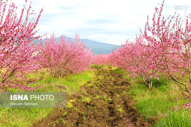 همدان _ ایران همدان _ ایران