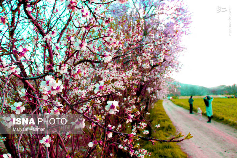 همدان _ ایران همدان _ ایران