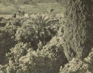 تصویری قدیمی از یک سرو در مدخل بارگاه سعدی