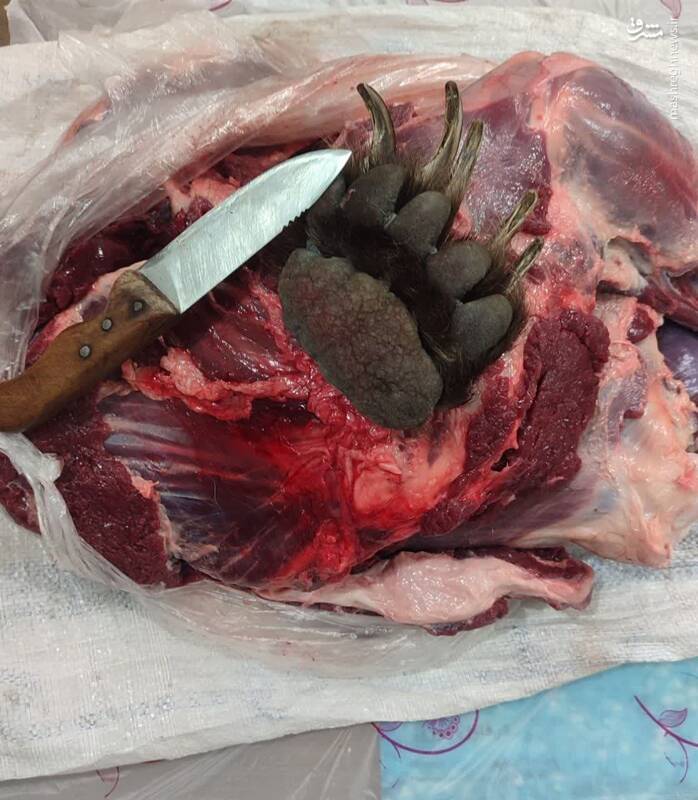 شکار خرس در منطقه شکار ممنوع سوادکوه +عکس