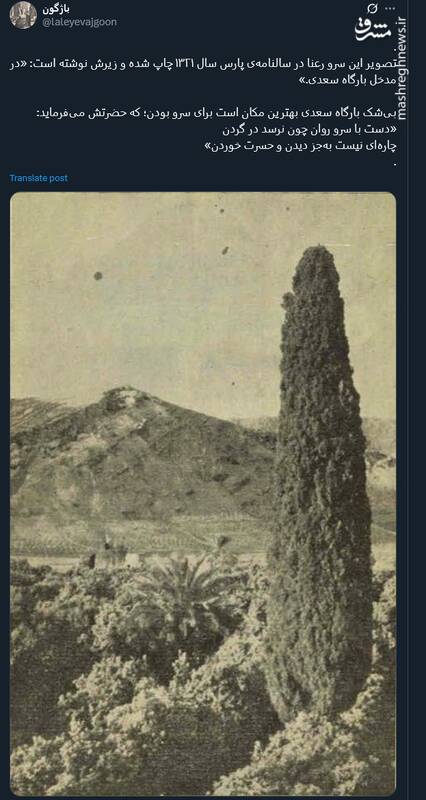 تصویری قدیمی از یک سرو در مدخل بارگاه سعدی