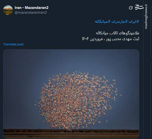 تصویری خاص از فلامینگوهای تالاب میانکاله