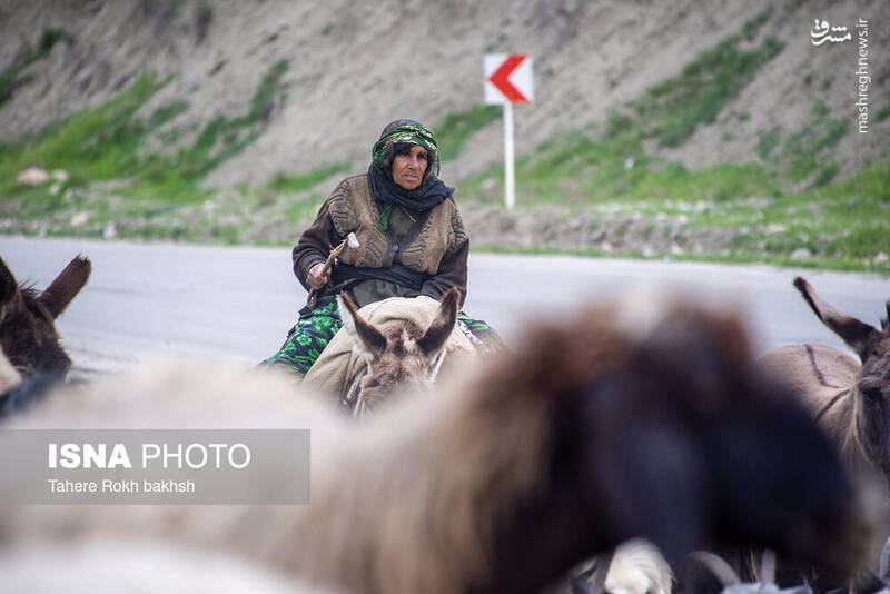 عکس/ کوچ عشایر در قاب رنگها