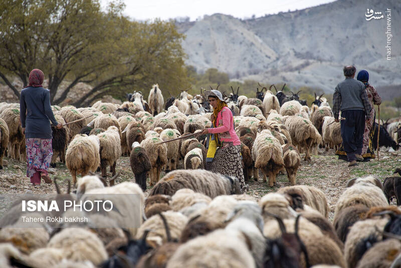 عکس/ کوچ عشایر در قاب رنگها