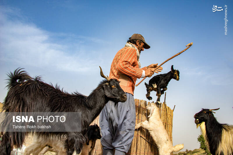 عکس/ کوچ عشایر در قاب رنگها